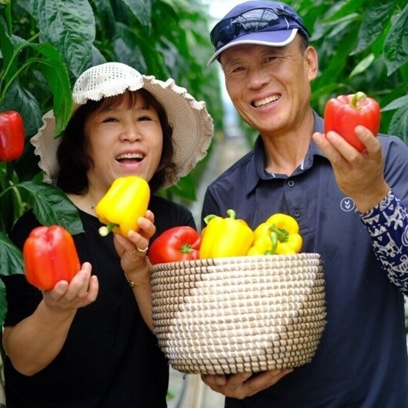 강원더몰,원주 명인 파프리카 못난이 2.5KG 5KG