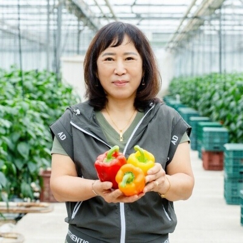강원더몰,(로컬상품관) A급 고당도 못난이 삼색 원주 명인 파프리카(2.5KG 5KG) 빨강,노랑